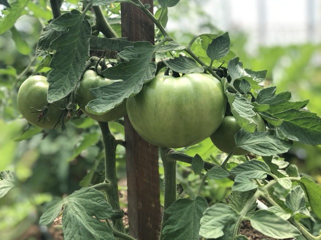 Close-up of unripe green tomatoes growing on a vine with lush leaves and wooden stakes for support, highlighting organic farming and homegrown produce in a natural environment.